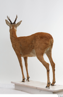 European roe deer whole body 0007.jpg